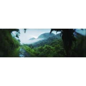  Path in a Rainforest, Cayo District, Belize by Panoramic 