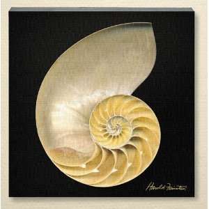  Chambered Nautilus Canvas Wall Case Pack 6