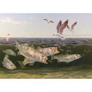  Frenzy   Speckled Trout, Seagulls and Shrimp saltwater 