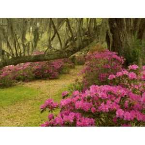 Pink Azaleas and Live Oaks, Magnolia Plantation, Charleston, South 