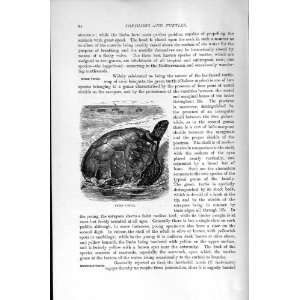  NATURAL HISTORY 1896 GREEN TURTLE CHELONE MYDAS PRINT