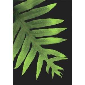 Spotted Fern   Poster by Rosemarie Stanford (17x23) 