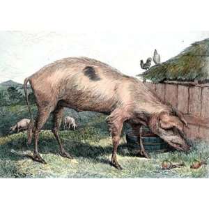  French Hog Etching Landseer, Sir Edwin H Thomas Animals, Dogs 