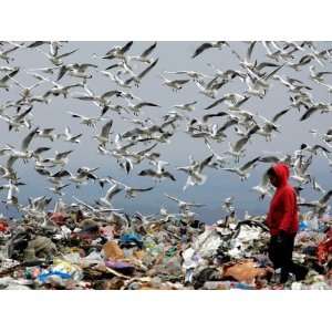 Birds Fly as a Girl Walks Through a Pile of Garbage on a City Dump on 