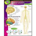 NERVOUS SYSTEM Human Body Science Trend Poster NEW