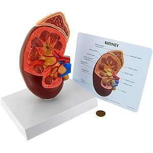 Classroom Kidney Model with Key Card  Industrial 