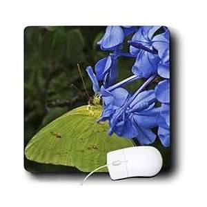   Yellow Cloudless Butterfly on blue flowers   Mouse Pads Electronics