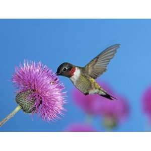  Ruby Throated Hummingbird, Welder Wildlife Refuge, Sinton 