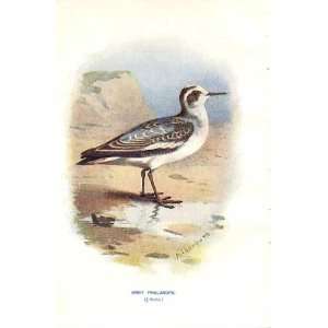  Grey Phalarope By A Thorburn Wild Birds Print 1903