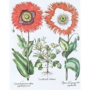 Hartwort and Double Opium Poppy Besler Botanical Poster   11 x 17 Inch 