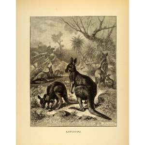  1885 Lithograph Kangaroo Marsupial Pouch Mammals Wild 
