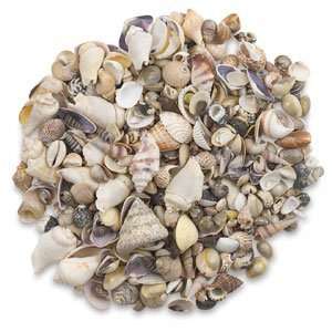   Shells   10 oz, Seashells, Natural Mix Arts, Crafts & Sewing