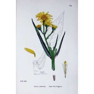   Great Fen Ragwort Botany Plants C1902 Senecio Flowers