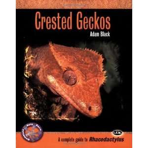 Crested Geckos A Complete Guide to Rhacodactylus 