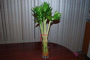 pc Green Lush Tall Health Lotus Lucky Bamboo (26  28Tall)  