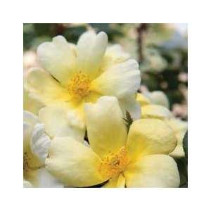  Sunny Rose Seeds Packet Patio, Lawn & Garden