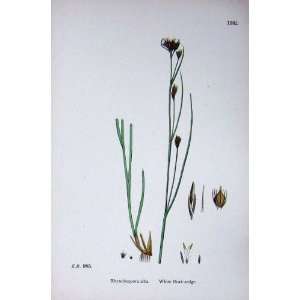  Botany Plants C1902 White Beak Sedge Rhynchospora