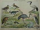 Swamp birds,plovers,l​apwings,1887,Sc​hlechtendal,ori​gina