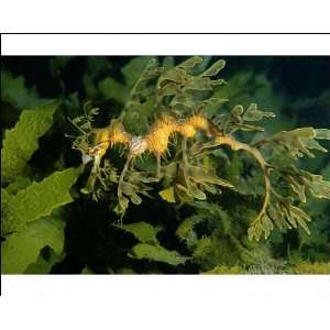 Leafy Seadragon   juvenile with isopod parasite Nerocila sp. attached 