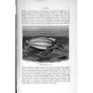  NATURAL HISTORY 1896 LEATHERY TURTLE REPTILE OLD PRINT 
