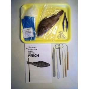  Perch Dissection Kit with Guide, Tray, Tools and Preserved 