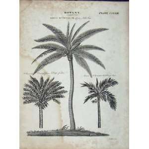  Date Palm Cabbage Tree Encyclopaedia Britannica Botany 