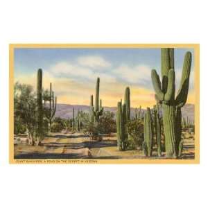  Giant Saguaros Premium Poster Print, 16x24