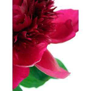  Red Charm Peony   Double Deep Red Flowers   Fragrant 