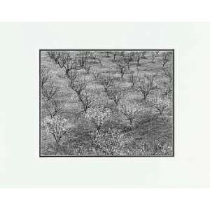  Ansel Adams   Orchard, Portola Valley LG Matted