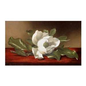 Magnolia Martin Johnson Heade. 20.00 inches by 13.38 inches. Best 
