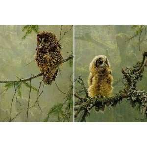  Robert Bateman   Continuing Generations Spotted Owls 2 