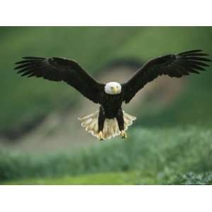  An American Bald Eagle Descends Along the Shoreline 