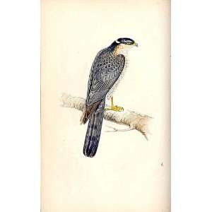  Meyer H/C Birds 1842 50 Sparrow Hawk