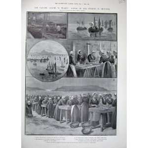    1903 Sardine Famine France Fishery Brittany Fishing