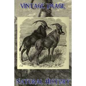   Vintage Natural History Image Sale and Roan Antelope