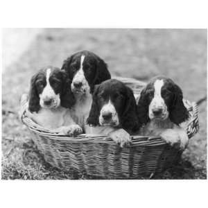  Four Large Puppies Crowded in a Basket. Owner Browne 
