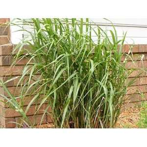   Zebra Grass (Miscanthus sinensis Zebrinus) Patio, Lawn & Garden