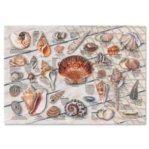  Seashells Placemats