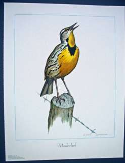 Meadowlark bird print by Clark Bronson 1967  
