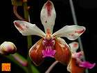 Orchid Vanda Lamellataca Trio Rare Cross X 2 Div plants Rare Exclusive 