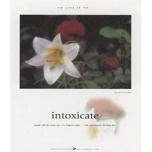 Intoxicate by Francis Pelletier 19x23  Grocery & Gourmet 