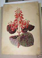 original botanical old master artwork James Andrews  
