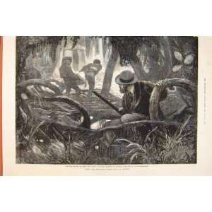  Mangrove Swamps Bromley People Old Print 1873