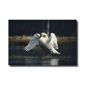  Male Trumpeter Swan Yellowstone National Park Giclee Print 