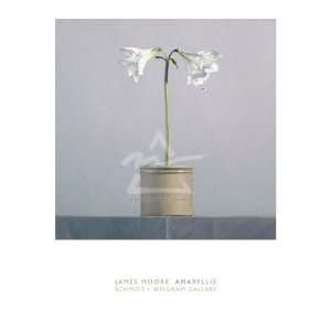  James Moore   Amaryllis Size 28x36   Poster by James Moore 