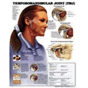  Temporomandibular Joint (tmj) Anatomical Chart 