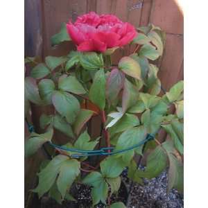  LUSTER LEAF PRODUCTS INC, 14 X 24 PEONY SUPPORT, Part No 
