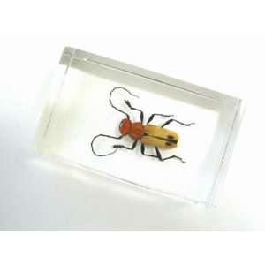  Small Insect Paperweight   Red Longhorn Beetle 