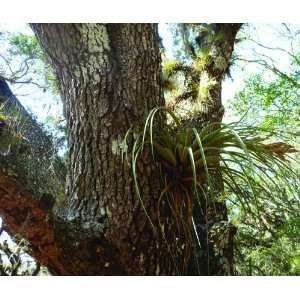 Live Oak and Air Plant at Myakka State Park Mouse Pad.