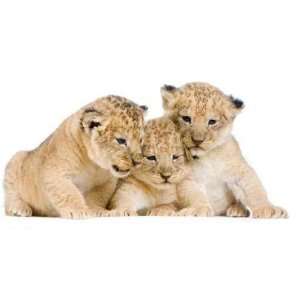  Lionceau De 3 Semaines   Peel and Stick Wall Decal by 